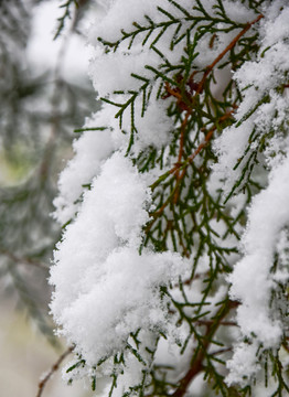 雪后松柏树木景观
