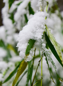 冬季雪景高清图片