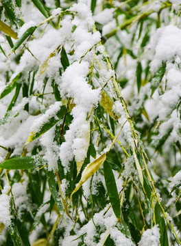 雪后的竹子