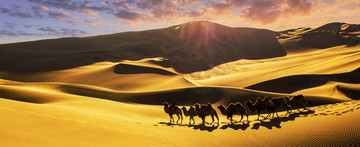 沙漠驼队高清