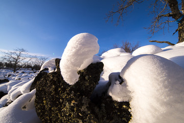 雪之韵