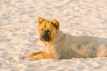 海滩上的松狮犬