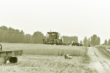 农场麦田收割