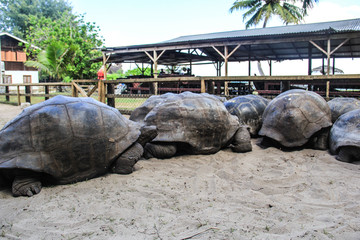 塞舌尔普拉兰库瑞尔岛象龟群