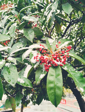 雪中的红果子
