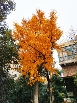 户外孤独的银杏树