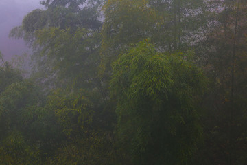 雾中的竹林