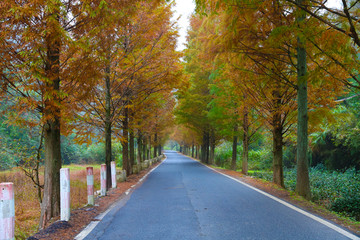 乡村小路