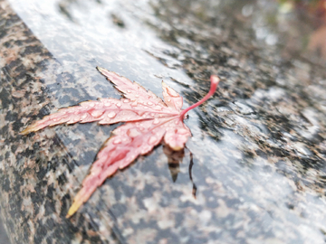 雨后落叶