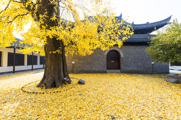 扬州八怪纪念馆银杏树