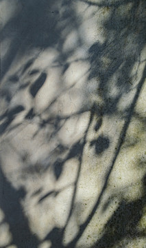 墙上的树叶影子