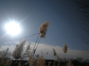 芦花 芦苇 太阳