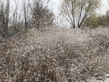 初雪