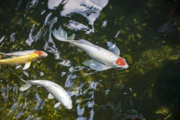 放生池锦鲤