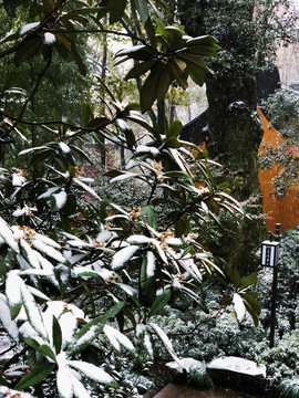 灵隐雪景