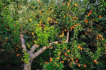 杏树结满果实