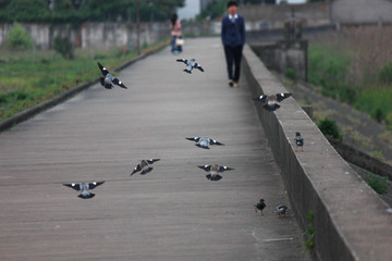 飞鸟