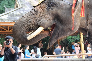 吃东西的大象