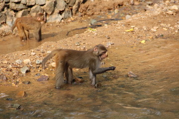 戏水的猴子