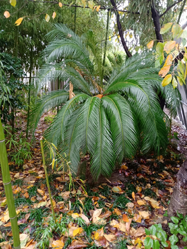 植物