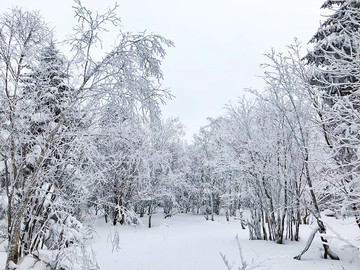 森林雪景