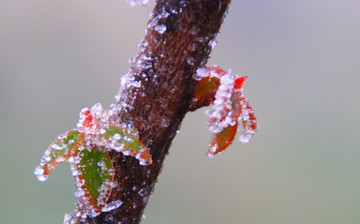 冰雪