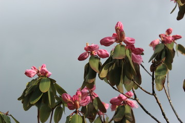 杜鹃花