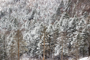 雪景