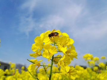 蜜蜂采蜜