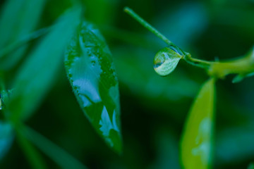 雨水