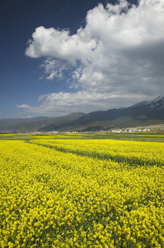 黄花菜古城