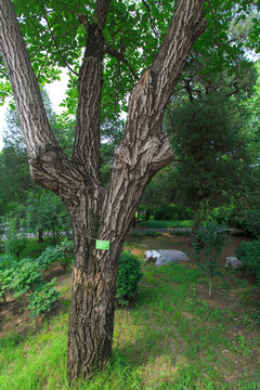 核桃树