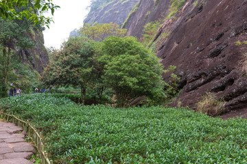 福建武夷山风景区大红袍茶树