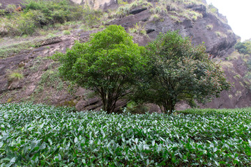 福建武夷山风景区大红袍茶树