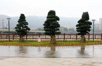 小叶榕树景观树