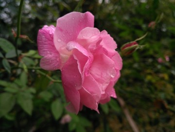 月季花