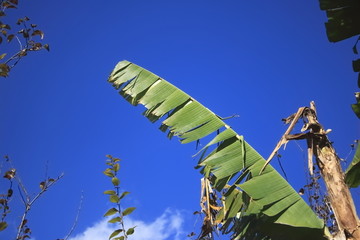 芭蕉叶