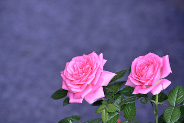浪漫粉色花朵