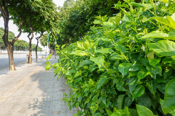 城市道路绿化