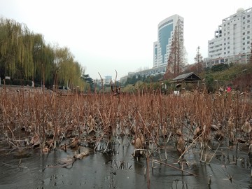 郑州紫荆山公园冬季荷塘
