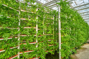 蔬菜高效生产温室