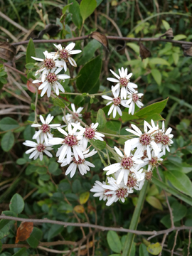 野花野草