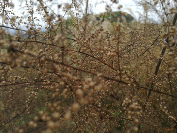 野花野草