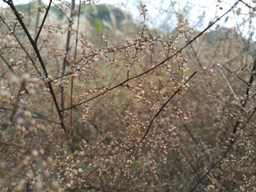 野花野草