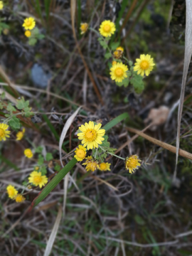 野菊花