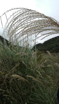 茅草地
