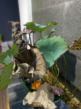 荷叶