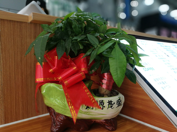 招财树