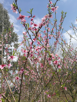 桃花