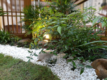 植物